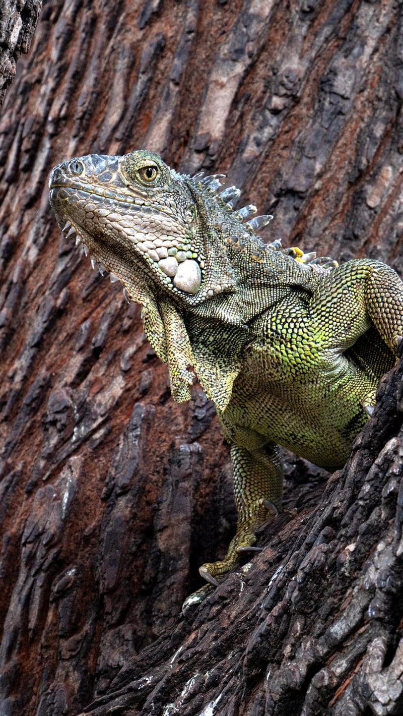 Mythical reptile enclosures